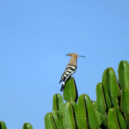 El Zoco De Finca Malvarrosa Dom wakacyjny Teguise (Lanzarote)